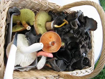 Korb mit gesammelten Pilzen